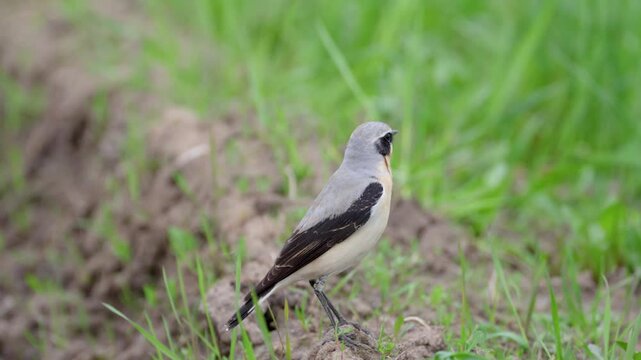 Northern wheatear sits on a grass. Close up
