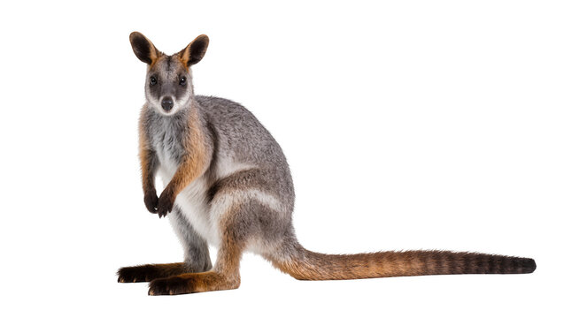Yellow-footed rock-wallaby standing on white