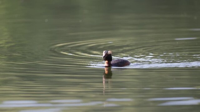 A horned grebe swims in the lake. Close-up. Rare bird. IUCN Red List