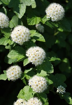 Common ninebark (Physocarpus opulifolius) blooming in a park