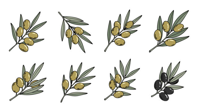 Collection of stylized olive branches with green and black olives and leaves