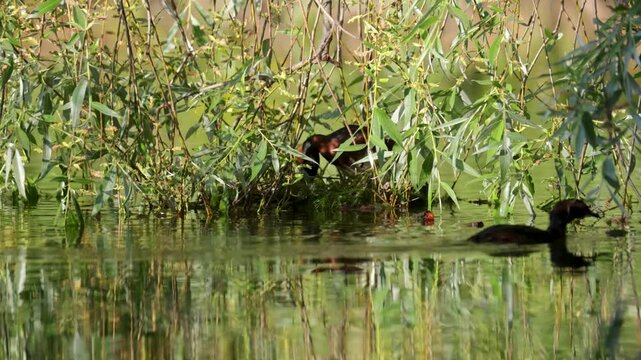 A horned grebe swims in the lake. Close-up. Rare bird. IUCN Red List