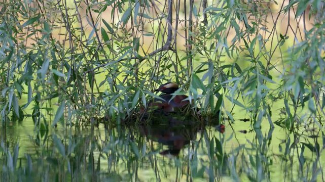 A horned grebe swims in the lake. Close-up. Rare bird. IUCN Red List