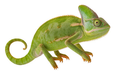 Fototapeta premium Green veiled chameleon with crest and curled tail