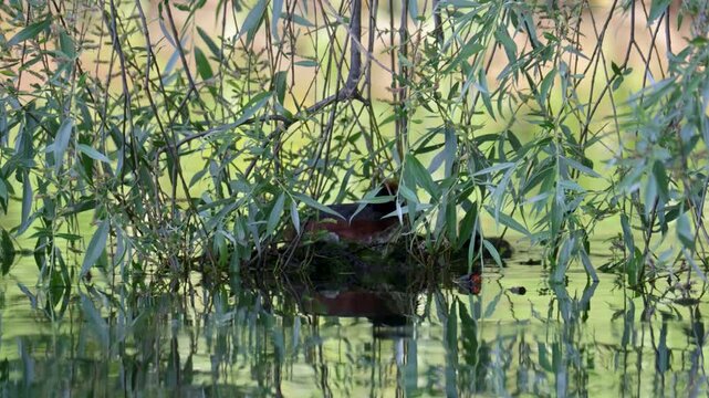 A horned grebe swims in the lake. Close-up. Rare bird. IUCN Red List
