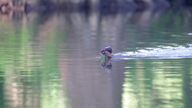 A horned grebe swims in the lake. Close-up. Rare bird. IUCN Red List