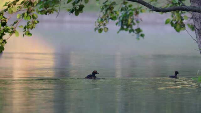 A horned grebe swims in the lake. Close-up. Rare bird. IUCN Red List