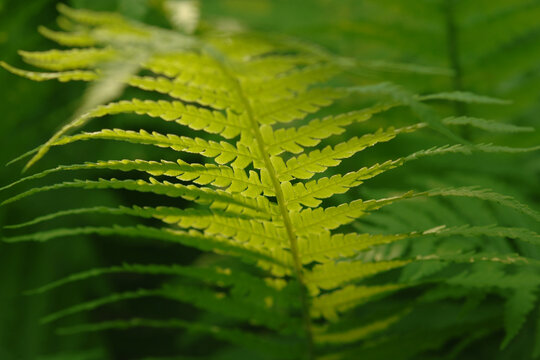 Farn, Echte Wurmfarn, Dryopteris filix-mas, Wedel