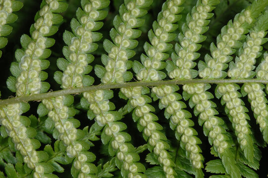 Farn, Echte Wurmfarn, Dryopteris filix-mas, schleierbedeckte junge Sori