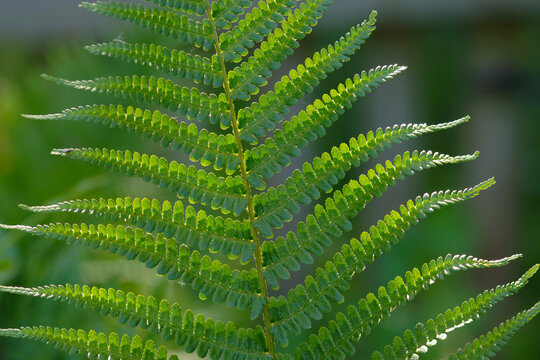 Farn, Echte Wurmfarn, Dryopteris filix-mas, Wedel