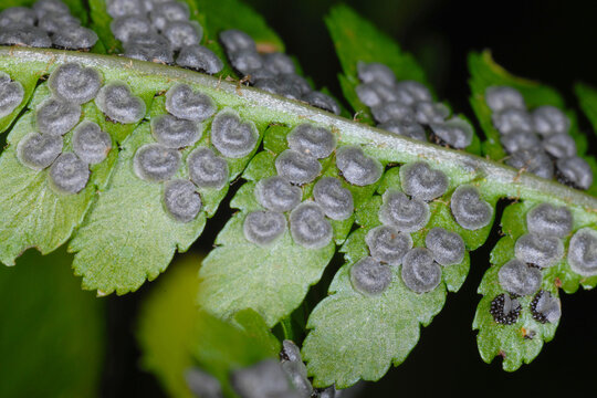 Farn, Echte Wurmfarn, Dryopteris filix-mas, schleierbedeckte junge Sori