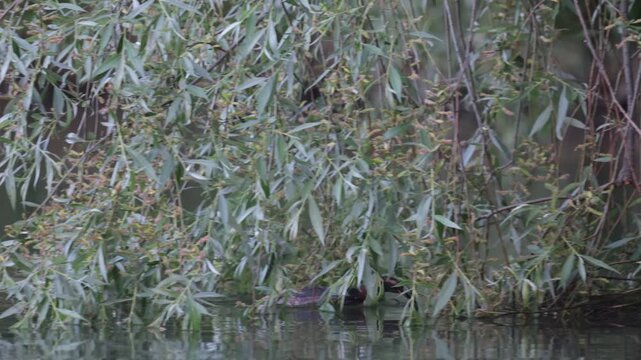 A horned grebe swims in the lake. Close-up. Rare bird. IUCN Red List