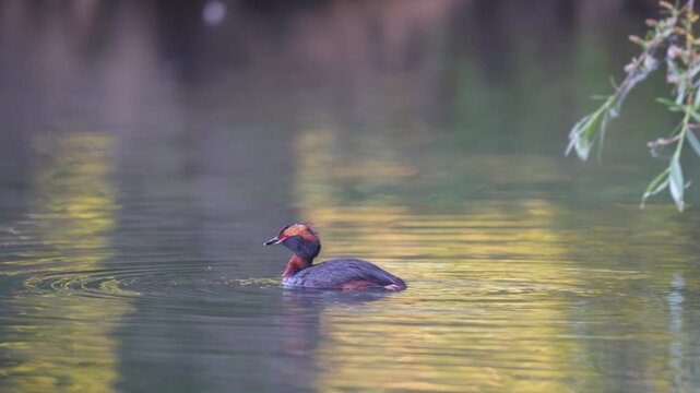 A horned grebe swims in the lake. Close-up. Rare bird. IUCN Red List