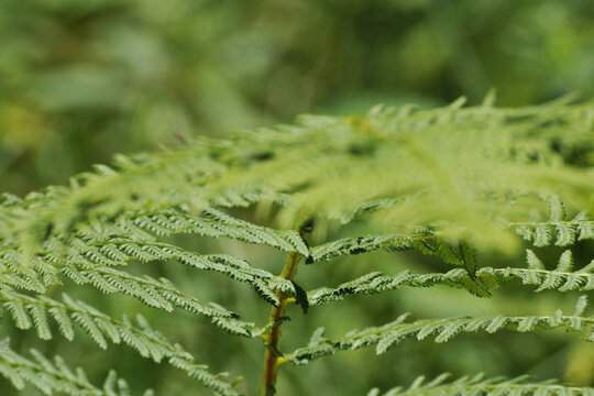 Farn, Gew&ouml;hnliche Frauenfarn, Athyrium filix-fermina, Wedel, Blattoberseite