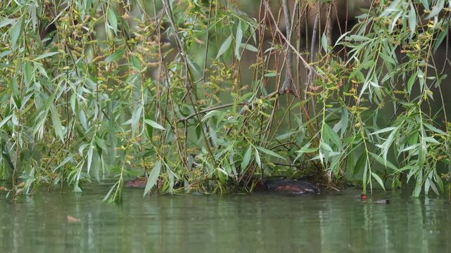 A horned grebe swims in the lake. Close-up. Rare bird. IUCN Red List