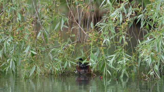 A horned grebe swims in the lake. Close-up. Rare bird. IUCN Red List