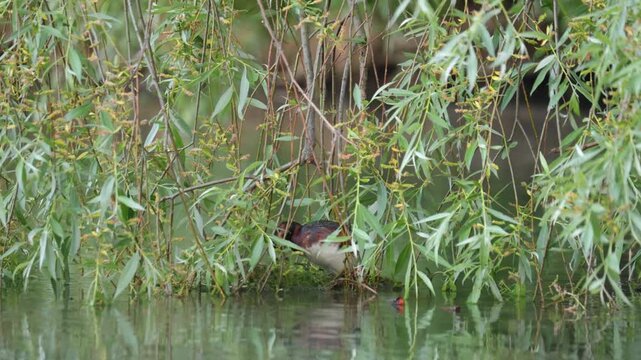 A horned grebe swims in the lake. Close-up. Rare bird. IUCN Red List