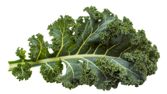 Curly green kale leaf with prominent veins