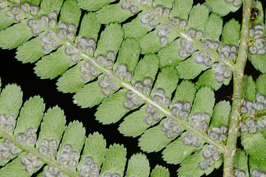 Farn, Echte Wurmfarn, Dryopteris filix-mas, schleierbedeckte junge Sori
