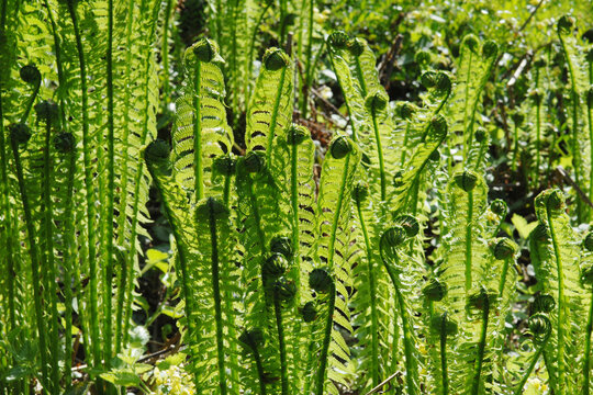 Farn, Strau&szlig;enfarn, Strau&szlig;farn, Matteuccia struthiopteris, Farnwedel beim  Ausrollen