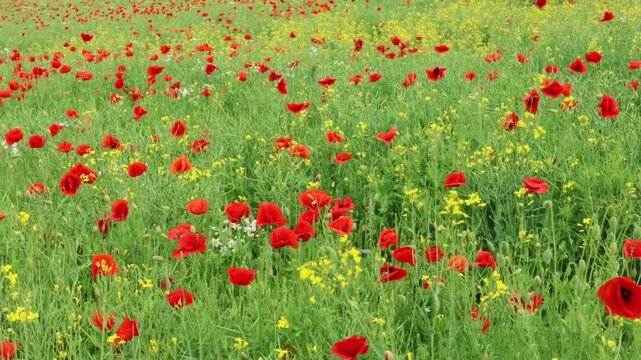 Vibrant meadow filled with blooming red poppies and delicate yellow wildflowers, creating a colorful spring landscape captured from a ground-level perspective 