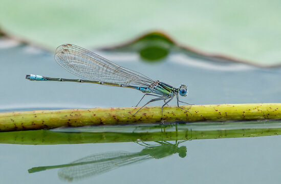 Blue damselfly perched on stem with reflection in calm water
