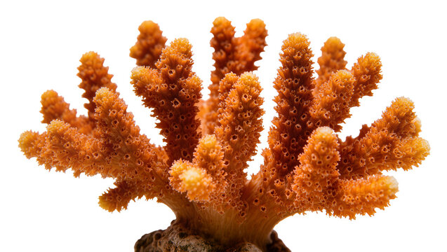 Orange branching coral colony with porous texture