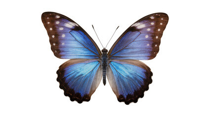 Blue Morpho Butterfly with Brown Wing Edges and White Spots © Maelle