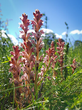 Group of parasitic broomrape plants growing in a sunny meadow of the B&uuml;kk Mountains, Hungary.