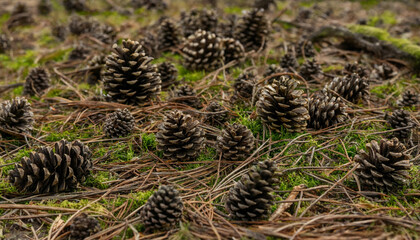 Many brown pine cones scattered on the forest floor covered with green moss and dry pine needles in a coniferous woodland environment © Monir