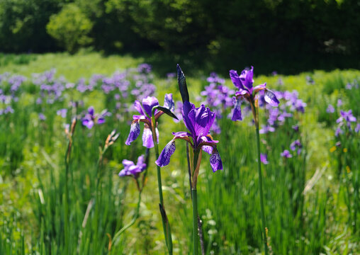 Siberian iris blooming in its natural mountain meadow habitat surrounded by spring vegetation in northern Hungary.