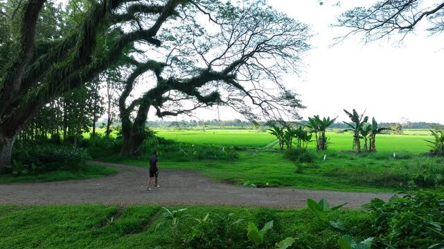 Banyuwangi East Java Trembesi trees De Djawatan Forest, Indonesia green tourist nature attraction