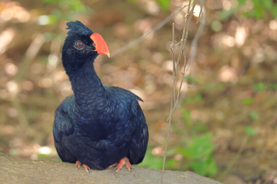 Hoko amazonia, Mitu tuberosum, Santa Rosa de Yacuma, Bolivia