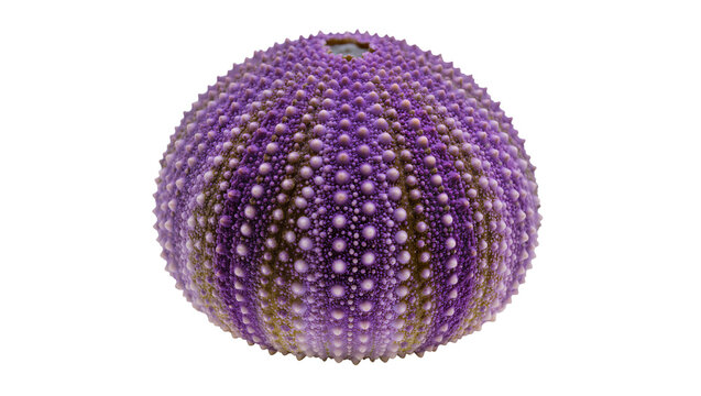 Purple sea urchin shell with small spines and textured surface