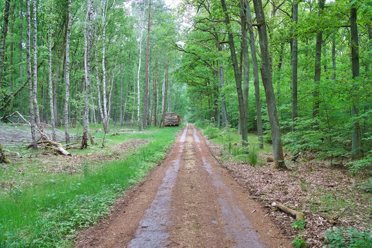 Straight forest path through a dense mixed forest in spring