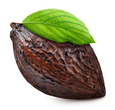 Cocoa pod with leaf isolated white background