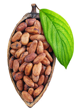 Opened cocoa pod with beans and leaf isolated white background
