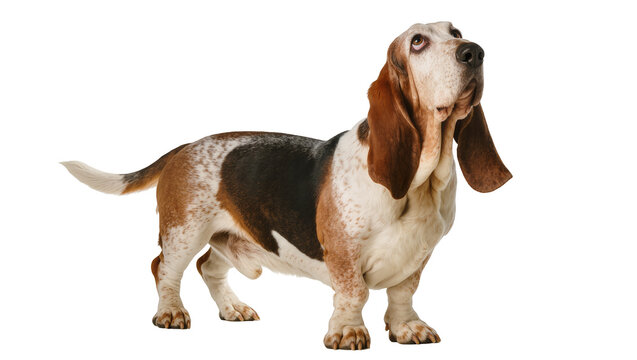 Basset Hound dog with long ears and tri-color coat looking up