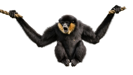 Black gibbon monkey with yellow throat holding rope © Anneliese