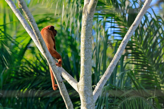 Howler monkey, Alouatta, Rio Yacuma, Santa Rosa de Yacuma, Bolivia
