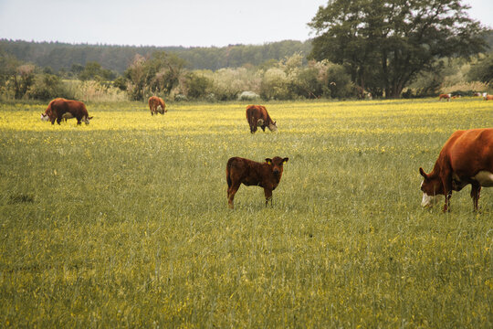 Cattle and calf grazing on green organic pasture with yellow flowers
