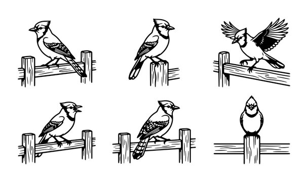 Blue Jay Vector Illustrations, Avian Wildlife Art, Nature Bird Silhouettes, Woodland Creatures Collection