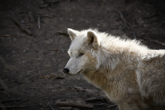 Arctic wolf in sidelight on dark forest floor