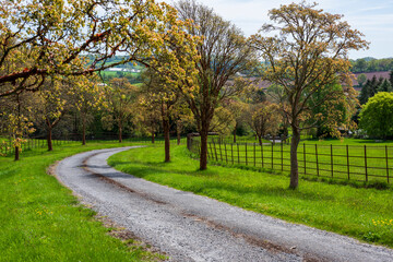 Fototapeta premium little path in countryside with trees 