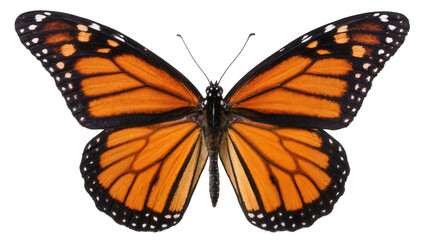 Monarch butterfly with orange black, and white wings © Anneliese