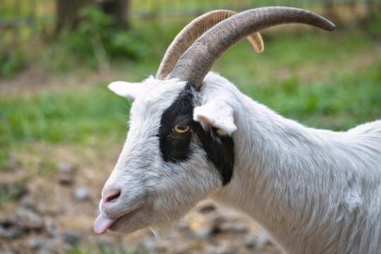 Portrait of a black and white goat sticking its tongue out.