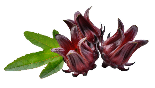 Three dark red roselle calyxes with green leaves