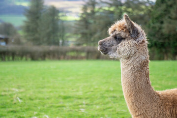 Obraz premium Portrait of an alpaca in a farm