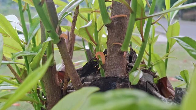 In Indonesia known as pohon Bintaro or Cerbera Manghas, shoots grow from branch