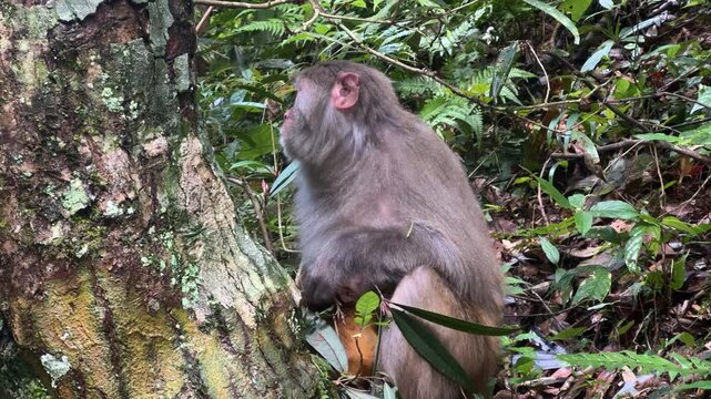 Female macaque monkey nursing baby in jungle. Wild primate mother feeding infant in tropical forest. Animal parental love, family bond, nature wildlife, conservation zoology concept.